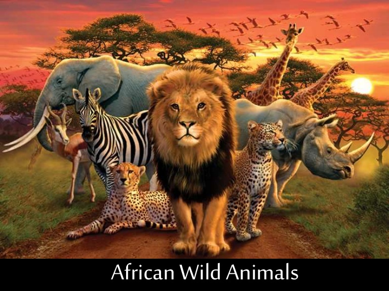 حيوانات افريقيا البرية