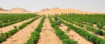 انواع الزراعة في الوطن العربي