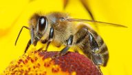 فوائد النحل للبيئة
