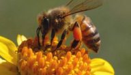 علاج البروستاتا بسم النحل