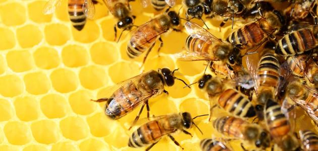 كم يستغرق النحل لإنتاج العسل
