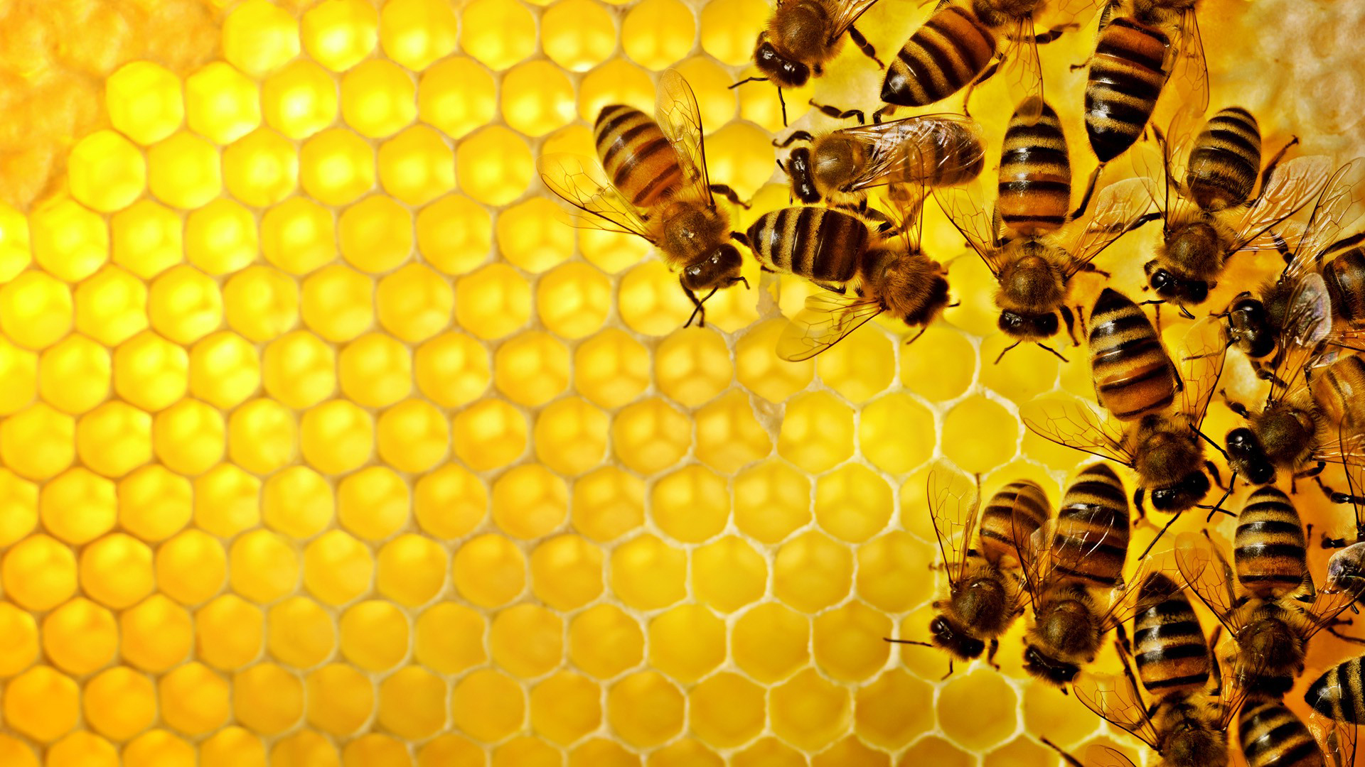 طرق زيادة إنتاج عسل النحل