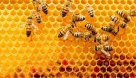 عسل مع غذاء ملكات النحل مع حبوب اللقاح