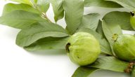 فوائد ورق الجوافة للربو