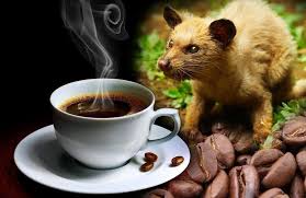 حيوان الزباد قهوة