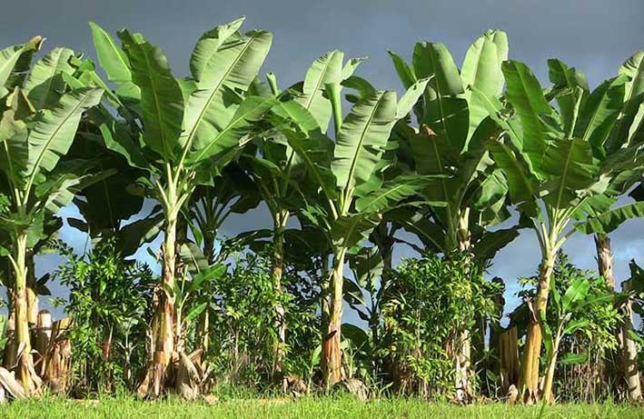 معلومات عن شجرة الموز