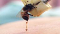 مكونات سم النحل