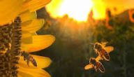 هل يتاثر العسل باشعة الشمس