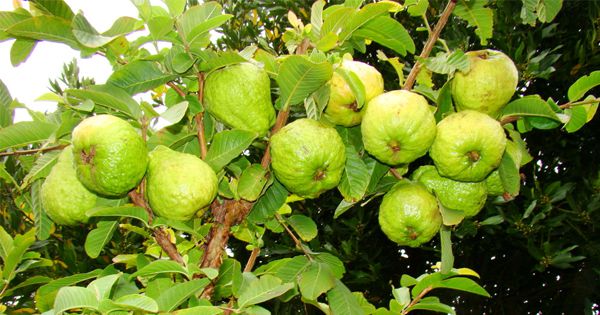 أنواع أشجار الجوافة