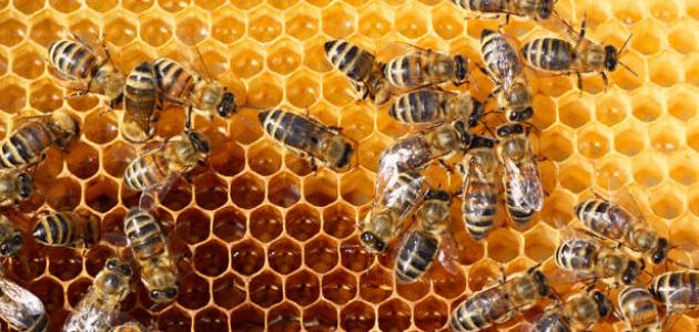 معلومات عن نظام الحياة في خلية النحل
