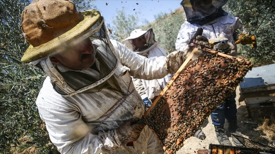 إنتاج العسل الأبيض