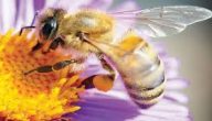 سم النحل لعلاج تكيس المبايض
