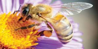 سم النحل لعلاج تكيس المبايض
