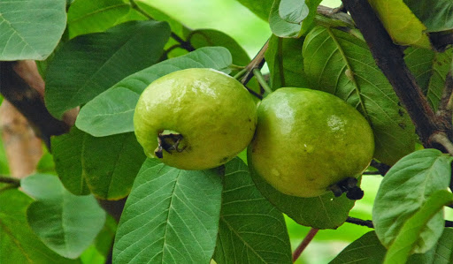 هل الجوافة من الموالح