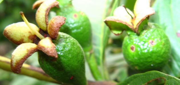 زراعة الجوافة في السودان