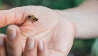 علاج حساسية لسع النحل