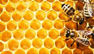 خلية النحل الطبيعية