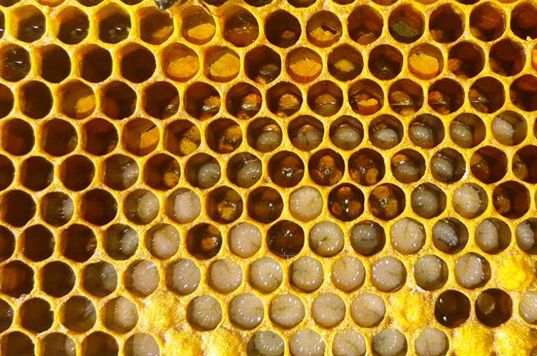 كيف يجمع النحل العسل