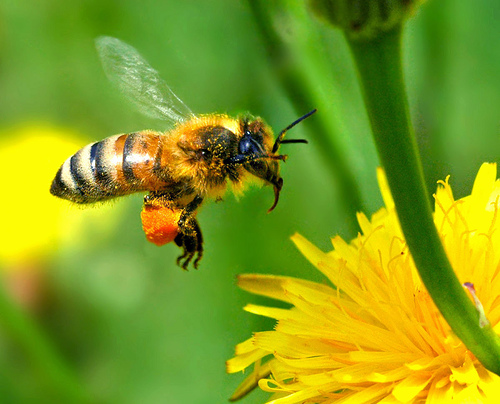 فوائد لسعة النحل للحمل