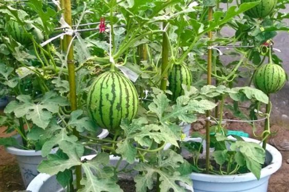 زراعة البطيخ في المنزل