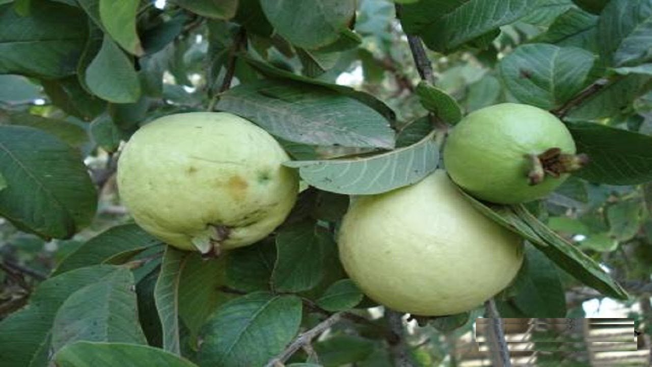 كيفية زراعة الجوافة