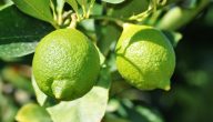 أنواع الليمون في مصر