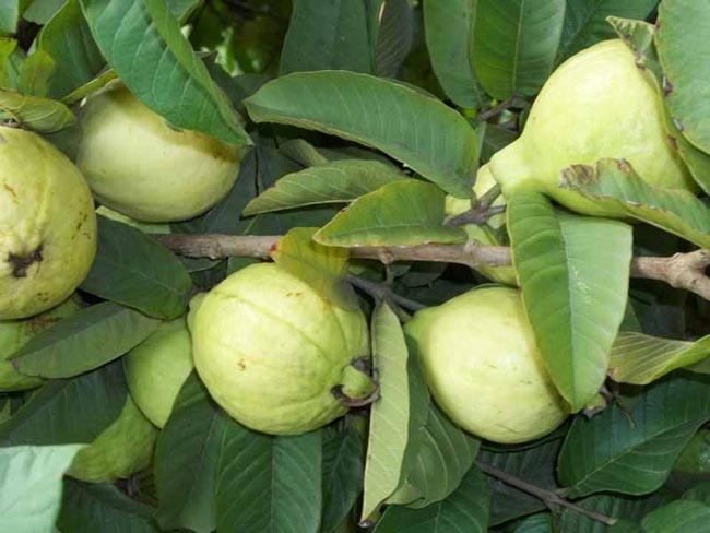زراعة الجوافة في السعودية