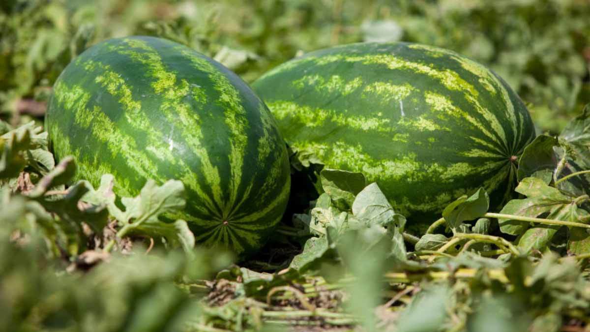 زراعة البطيخ في السعودية