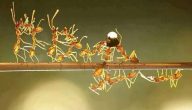 أسئلة عن النمل