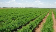 حلول مشاكل الزراعة في الأردن