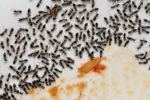 علاج قرصة النمل الأسود الصغير