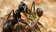 معلومات عن حياة النمل