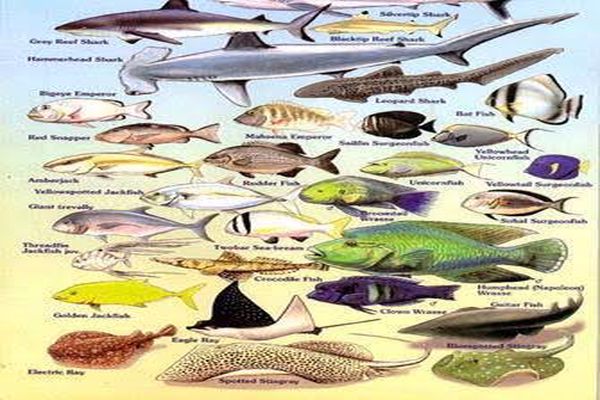 أنواع سمك البحر الأحمر بالصور