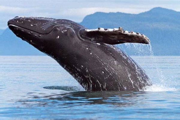أنواع الحيتان في البحر الأحمر