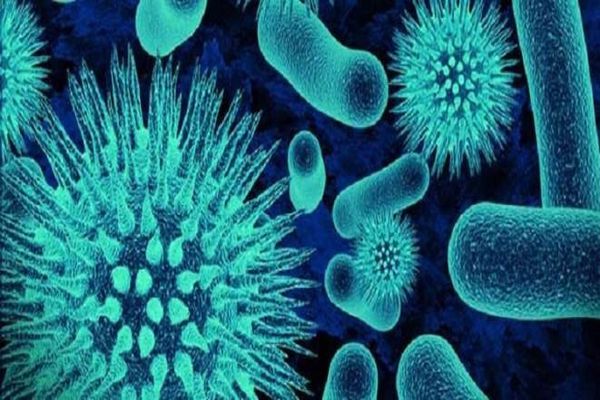 تعريف البكتيريا وانواعها