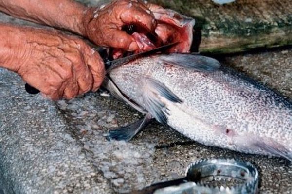 طريقة تنظيف السمك وحفظه