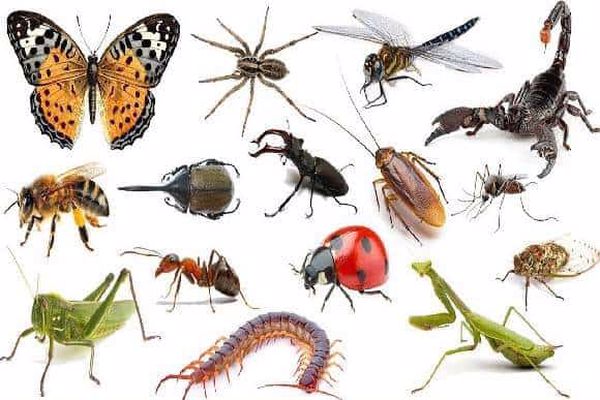 بحث عن الحشرات النافعة والضارة