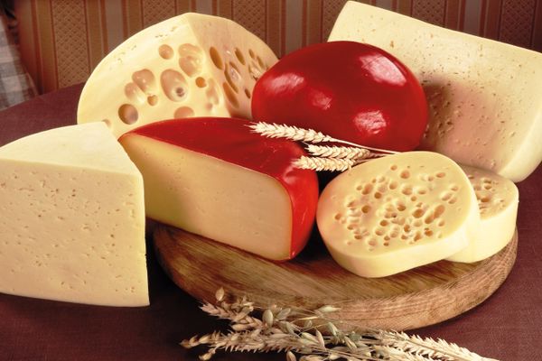 أصل الجبنة الفلمنك