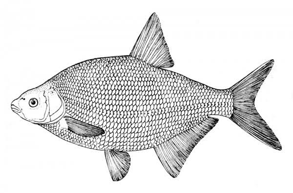 شكل جسم السمكة
