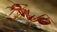 معلومات عن النمل الأحمر