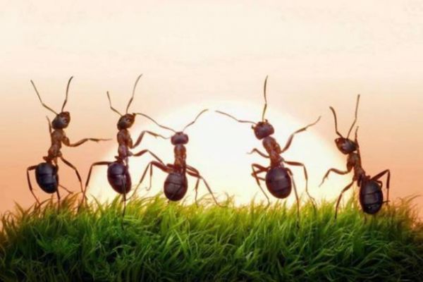 معلومات غريبة عن النمل المقاتل