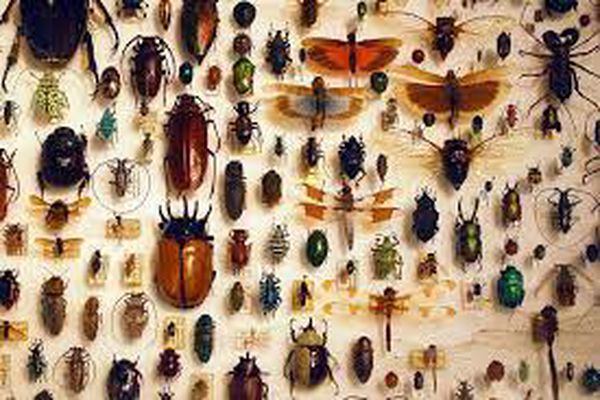 ما هي الحشرات المسالمة