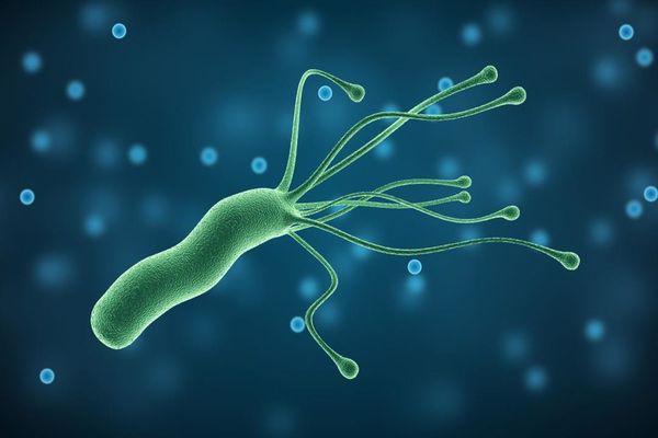 أنواع البكتيريا في جسم الإنسان
