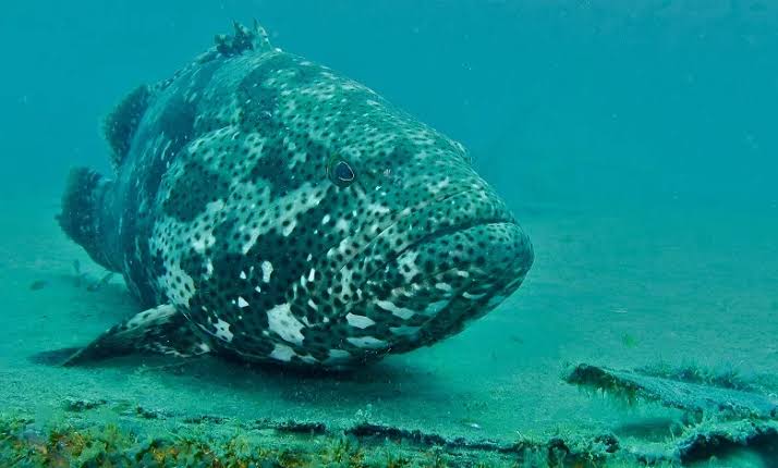 أنواع سمك الهامور في البحر الأحمر