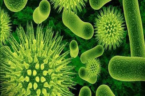 تصنيف البكتيريا