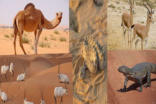 حيوانات الصحراء للاطفال