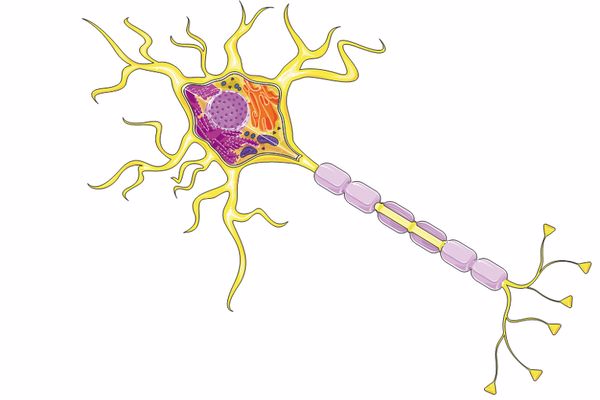 كيف تنقسم الخلية العصبية