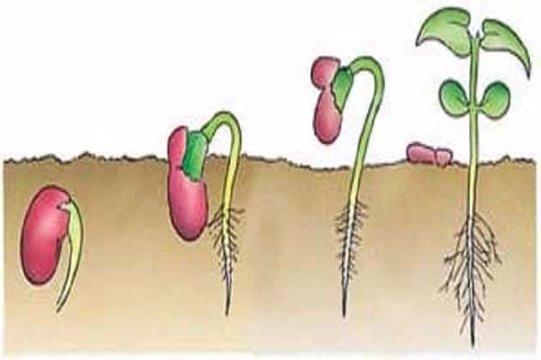 كيف يؤثر المناخ على النبات
