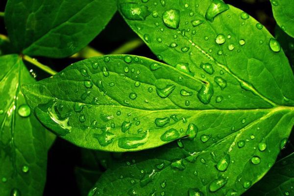 فوائد المطر للنباتات