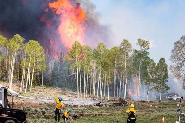 كيفية المحافظة على الغابات من الحرائق